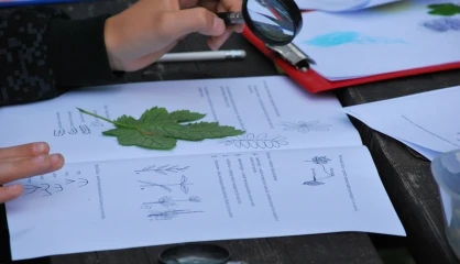 Przyrodnicza karta pracy - opis liścia
